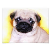 Filhote de cachorro do Pug Foto Artes