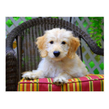 Filhote de cachorro dourado do Doodle Cartao Postal