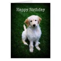 Filhote de cachorro dourado do Doodle do feliz ani Cartões