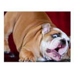 Filhote de cachorro inglês do buldogue cartão postal