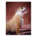 Filhote de cachorro inglês do buldogue cartões postais