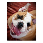 Filhote de cachorro inglês do buldogue cartao postal