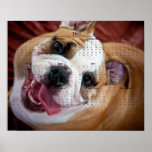 Filhote de cachorro inglês do buldogue impressão