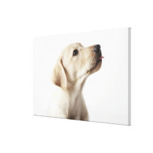 Filhote de cachorro louro de Labrador que cola par Impressão Em Tela Canvas