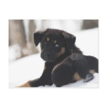 Filhote de cachorro na neve - cartão