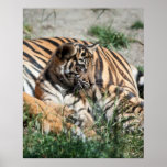 Filhote de tigre poster