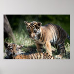 Filhotes de tigre posters