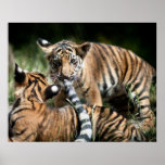Filhotes de tigre pôsteres