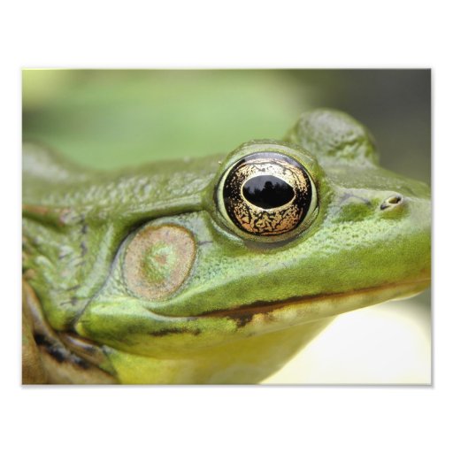 Fim do sapo verde acima fotografia