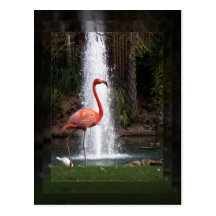 Flamingo Cartões Postais
