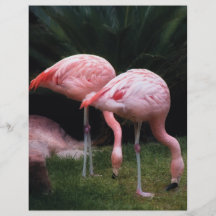 Flamingo - um grupo de flamingos panfletos coloridos