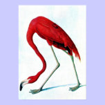 Flamingo vermelho americano Audubon da placa antig pôsteres