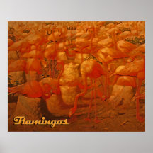 flamingos posteres