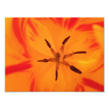 Flor alaranjada 2 foto arte