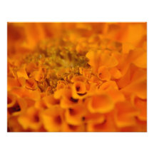 Flor alaranjada do cravo-de-defunto artes de fotos