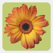Flor alaranjada ensolarada da flor do gerbera adesivos