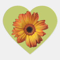 Flor alaranjada ensolarada da flor do gerbera adesivos