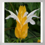 Flor amarela 1 impressão