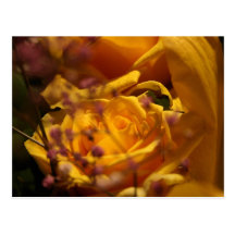 Flor amarela cartões postais