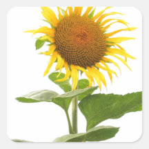 Flor amarela de Sun do girassol Adesivo Em Forma Quadrada