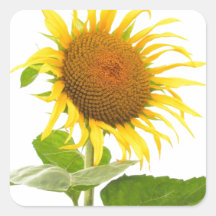 Flor amarela de Sun do girassol isolada Adesivos