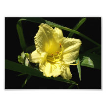 Flor amarela do hemerocallis fotografias
