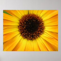 flor amarela impressão