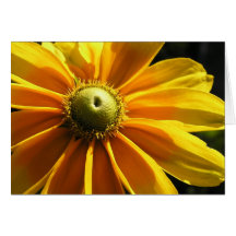 Flor amarela: O irlandês Eyes o cartão