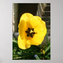 Flor amarela posters