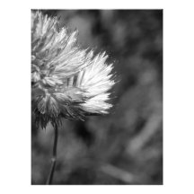 flor impressão de fotos
