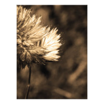 flor fotografias
