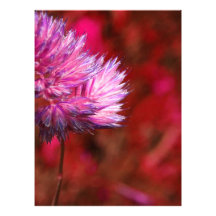 flor fotografias