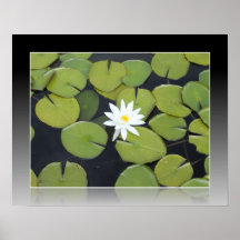 Flor branca de Lilypad Poster