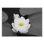 Flor branca e amarela da almofada de lírio impressão de foto