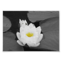 Flor branca e amarela da almofada de lírio impressão de foto