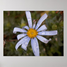 Flor com orvalho impressão