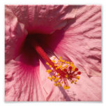 Flor cor-de-rosa macro do hibiscus fotos