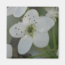 Flor da árvore de pera de Bradford Imã De Geladeira