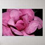 Flor da magnólia de pires posteres