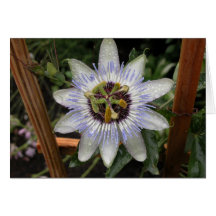 Flor da paixão cartao