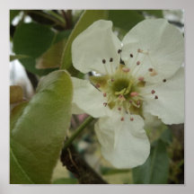 Flor da pera poster