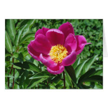 Flor de Bristol Cartoes