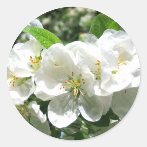 Flor de cerejeira branca etiqueta adesivo Zazzle Armario Metal Com Chave ~ Flor de cerejeira branca etiqueta adesivo Zazzle
