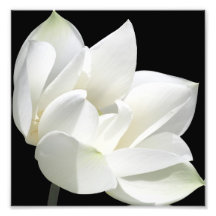 Flor de florescência arte de fotos