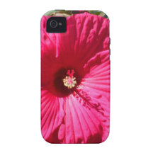 Flor de Fushia
