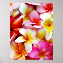 Flor de Havaí do Frangipani do Plumeria personaliz Posters