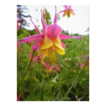 Flor de Pinkyellow Fotografia