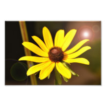 Flor de raio claro fotografia