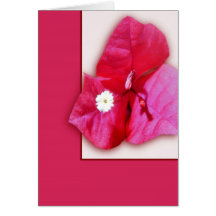 Flor do Bougainvillea Cartões