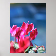 Flor do "Cyclamen" Posteres